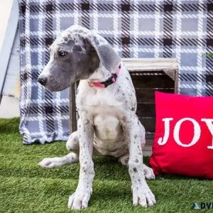 Adorable Great Dane Puppy