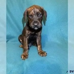 Cane Corso-Doberman Pinscher Mix Puppy