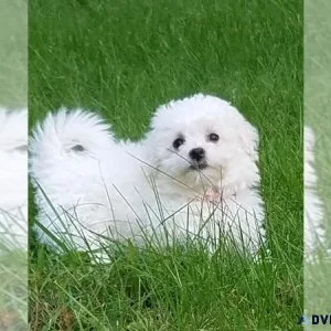 Bichon Frise Puppy