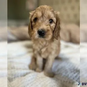 Goldendoodle Puppy (Miniature)