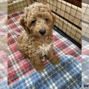 Cockapoo Puppy