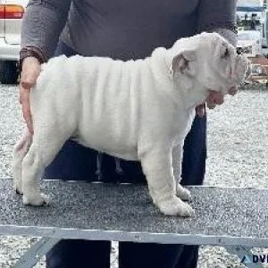 English Bulldogge puppies