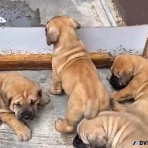 English Bulldog