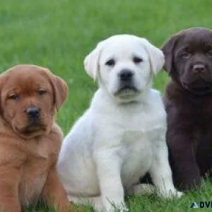 Labrador Retriever Puppies