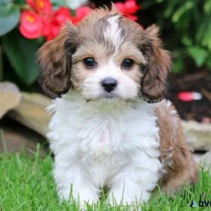 Cavachon Puppy