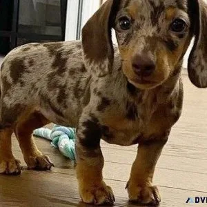Affordable Dachshund Puppies