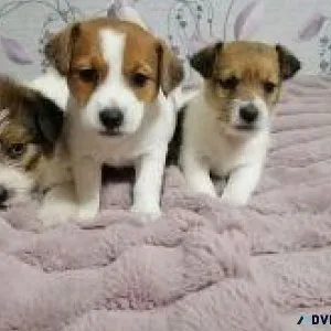 Classic Jack Russel Puppies