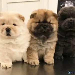 Quality Chow Chow Puppies