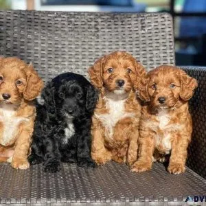 Beautiful Cockapoo Puppies