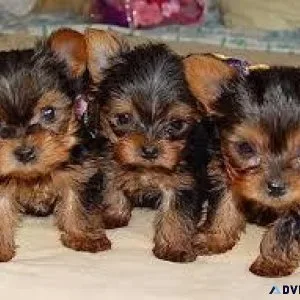 Just asking for rehoming fees