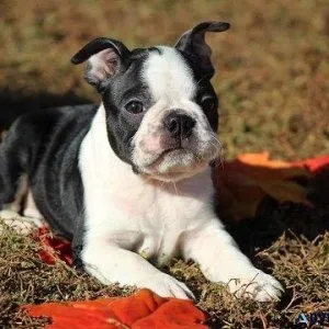 Boston Terrier Puppies for Sale