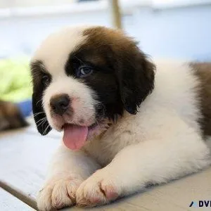 Simply Stunning St Bernard Puppies