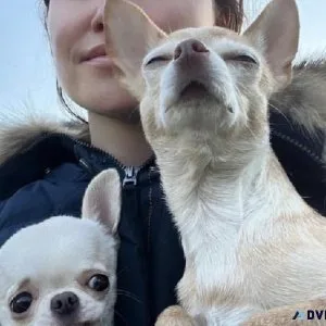 I got these cute pups available for rehiring