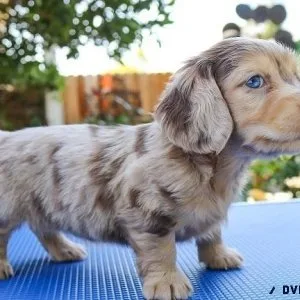 ShotsandLong Hair Mini Dachshund Puppies