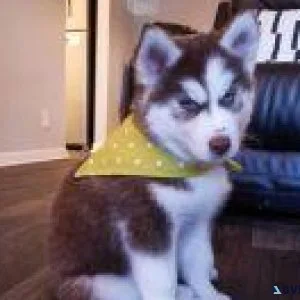 Blue Eyes Siberien Husky Puppies