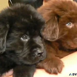 Lovely Newfoundland Puppies