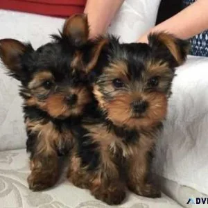 Beautiful Yorkie Puppies Ready