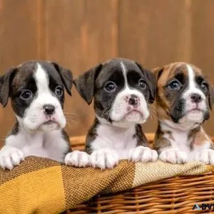 Boxer Puppies for Sale