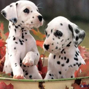 Dalmatian Puppies for Sale
