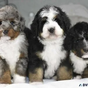 Lovely Bernadoodle Puppies
