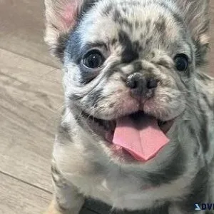  Active French Bulldog Puppies 
