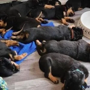 Rottweiler puppies
