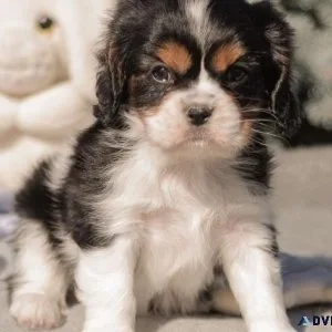 Cavalier King Charles Spaniel Puppies