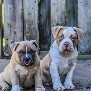 Looking for a new home for my puppy
