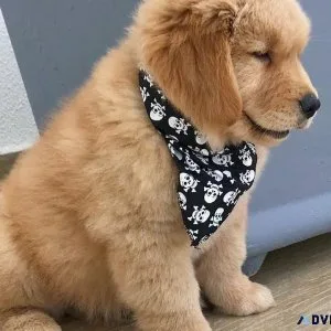Green Field Golden Retrievers puppies