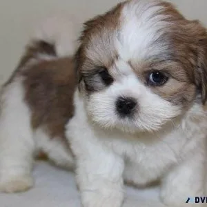 Adorable Lhasa Apso Puppy