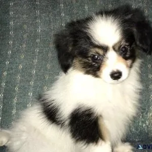 Adorable Papillon Puppies For Sale