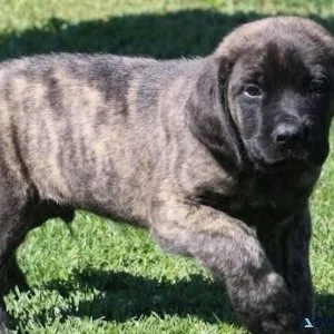 Home raised Mastiff puppies available now