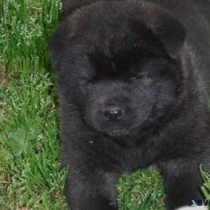 Adorable Akita puppies