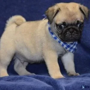 Stunning Pug Puppies For Sale