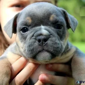 Healthy Olde English Bulldogge Puppies For Sale