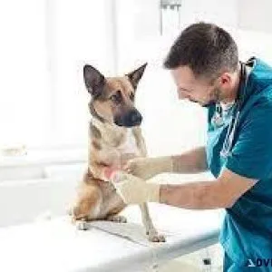 Healthy Pets Happy Lives Sector 137 Noida s Vet Land Pet Clinic