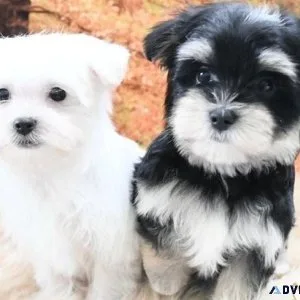 Glorious Morkie Puppies for sale.