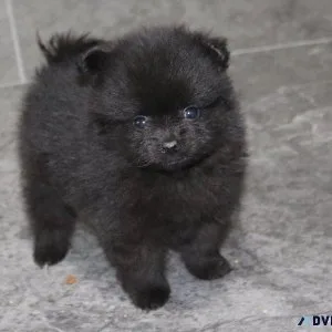 Home raised Pomeranian Puppies