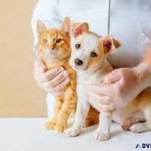Noida s Finest Veterinary Care Meet Our Experienced Team