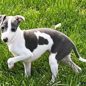 Adorable Italian Greyhound Puppies