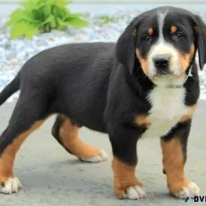 Adorable Greater Swiss Mountain Dogs For Sale.