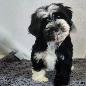 Lovely Havanese Puppies For Sale