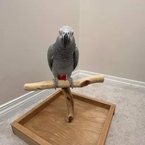 African grey