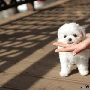 Gorgeous Teacup Maltese Puppies Available Now.