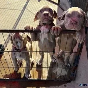 Home raised Neapolitan Mastiff Puppies