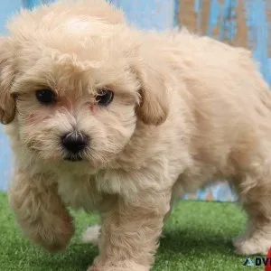 Stunning Maltipoo Puppies for sale.