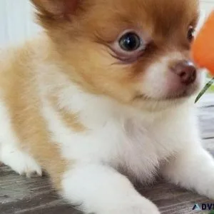 Lovely Maltipom puppies