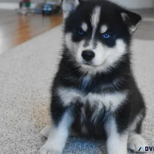 Blue Eyes Pomsky Puppies For Sale.