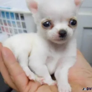 chihuahua Puppies.