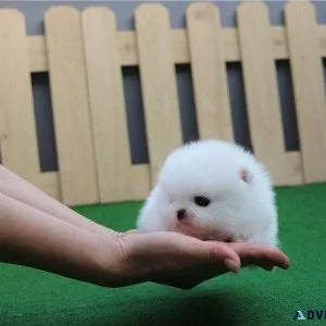Super Adorable Micro Pomeranian Puppies Available